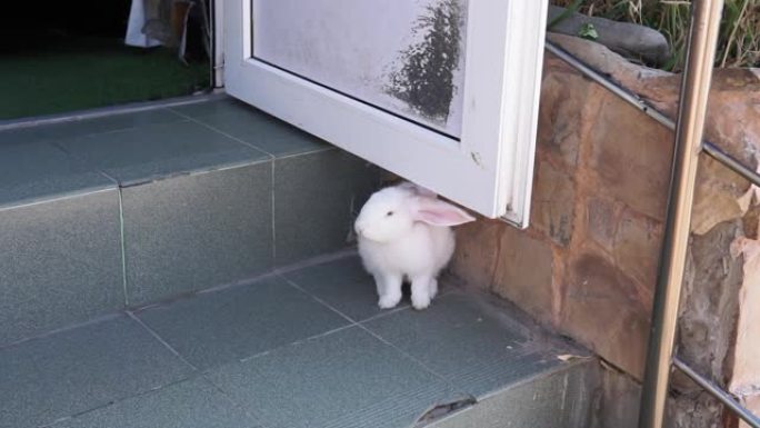 城市街道上的白兔。兔子从动物园逃脱了