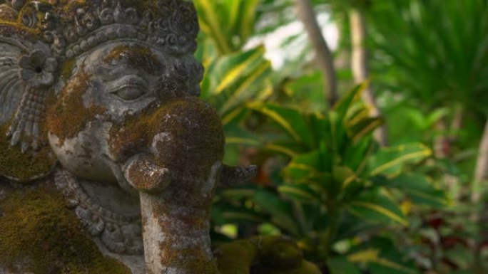 慢动作steadicam拍摄了热带花园中覆盖着苔藓的Ganesha神的石像