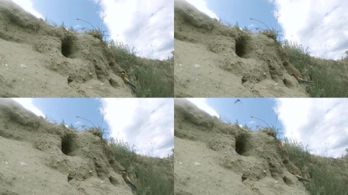 鸟儿飞到巢里喂雏鸟。欧洲食蜂鸟 (Merops apiaster)。4k-60fps。多瑙河生物圈保