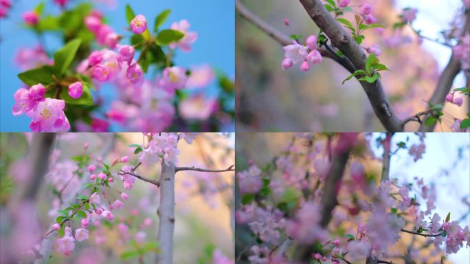 春天花朵樱花绽放过程植物延时视频素材9