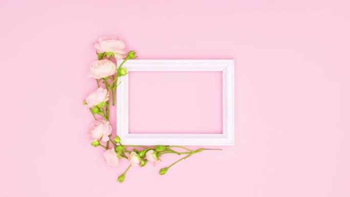 浪漫玫瑰围绕粉红色主题的文本白色框架。停止运动