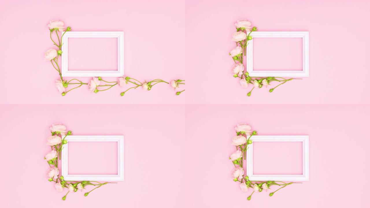 浪漫玫瑰围绕粉红色主题的文本白色框架。停止运动