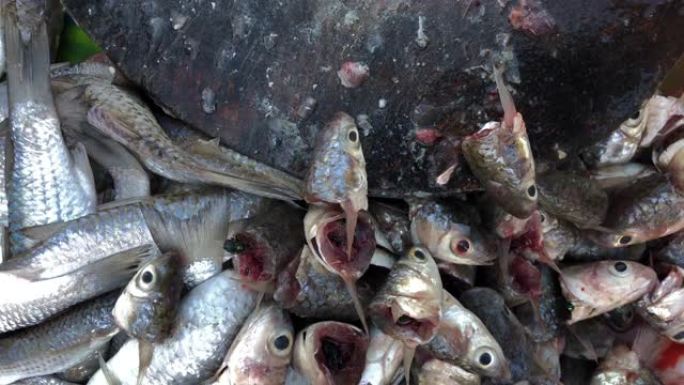亚洲市场腐烂的鱼臭味有苍蝇 -- 不健康的脏食品