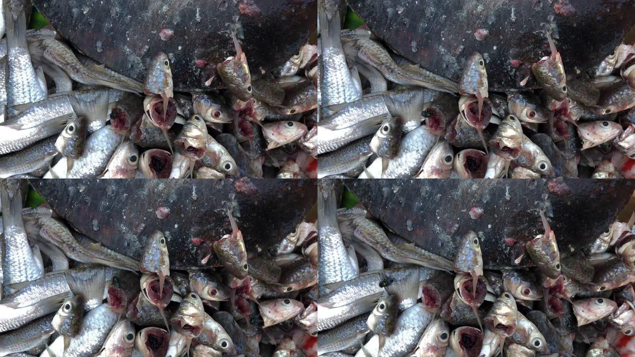 亚洲市场腐烂的鱼臭味有苍蝇 -- 不健康的脏食品