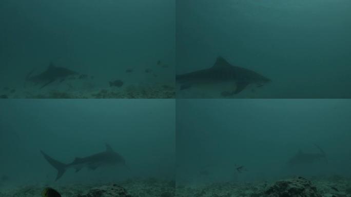 虎鲨在低能见度的泥泞海洋中狩猎