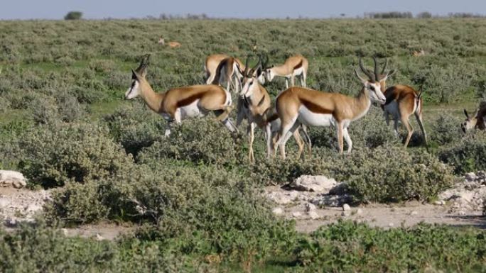 埃托沙国家公园,纳米比亚,Herd of springbok前羚牛
