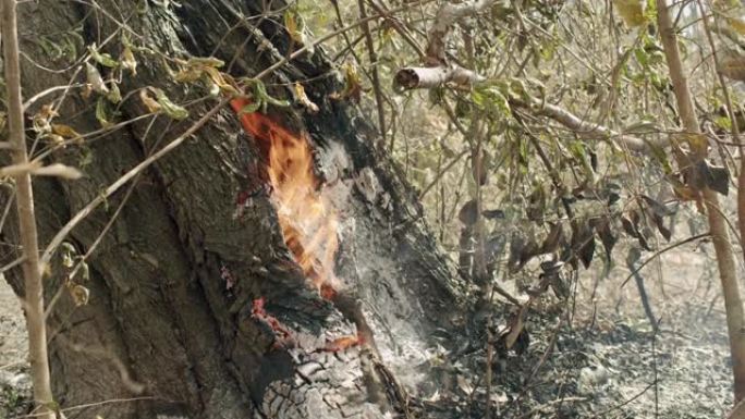 森林里燃烧着树木和大风的火。全球变暖的概念