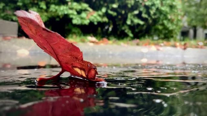 下雨天秋天的红叶在水坑前，水滴定期飞溅