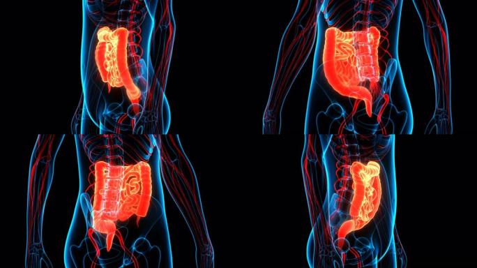 人体消化系统大小肠解剖
