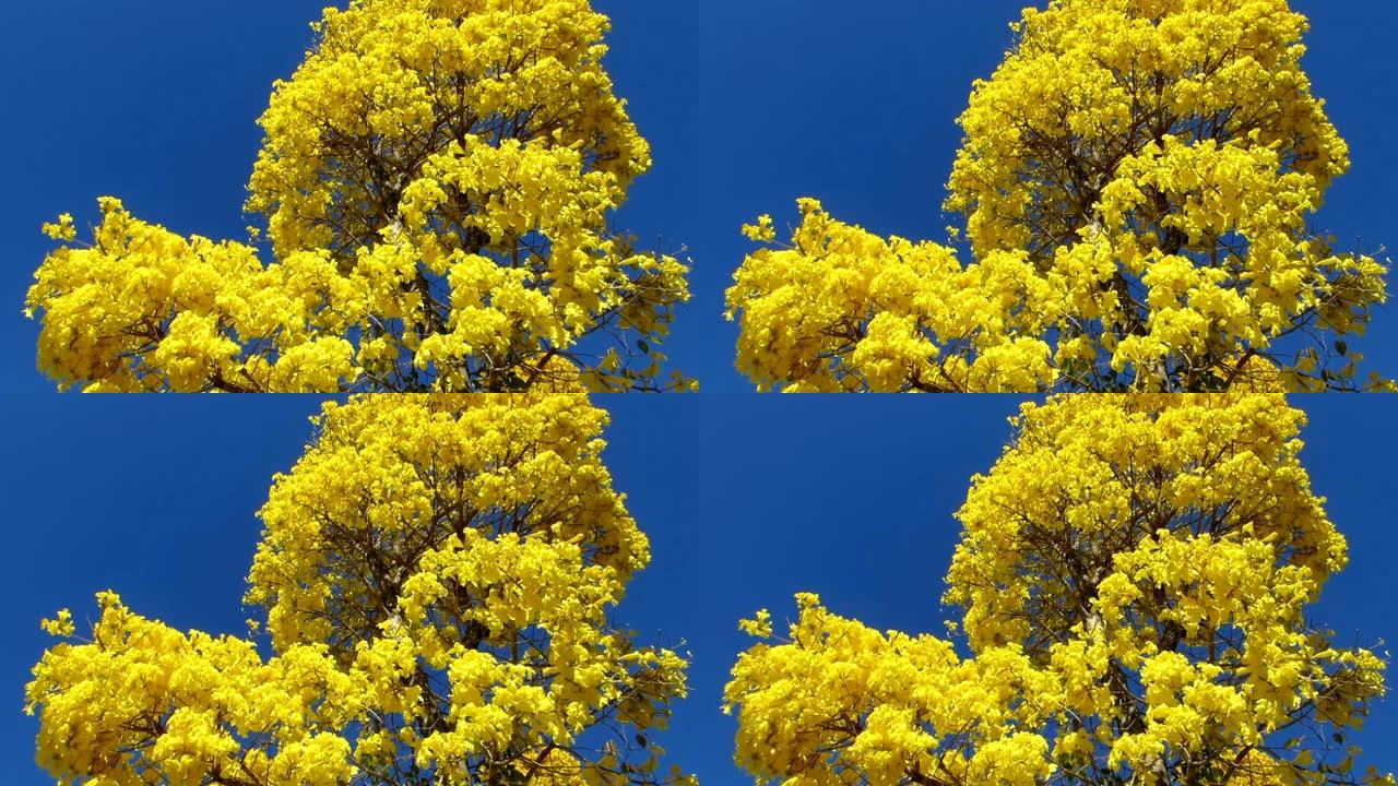 蓝天上盛开的金色喇叭树。