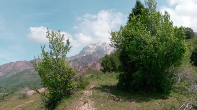 山腰上的针叶树。景观全景