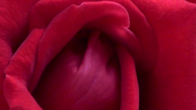 红玫瑰花瓣的宏观视图。夏日花园里的鲜花特写。
