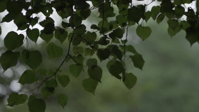 雨天树叶随风摇曳。