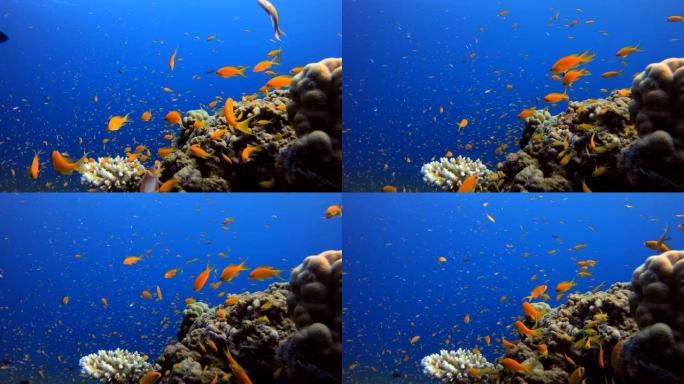 热带水下鱼礁