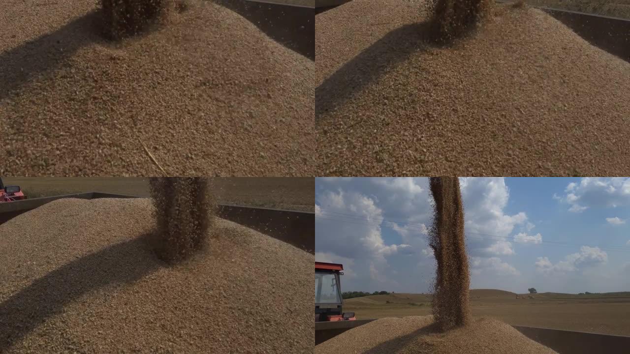 鹅卵石工作时，将小麦卸载到拖车上