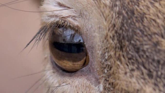 大坝鹿眼的特写特写镜头眼球睫毛生态保护区