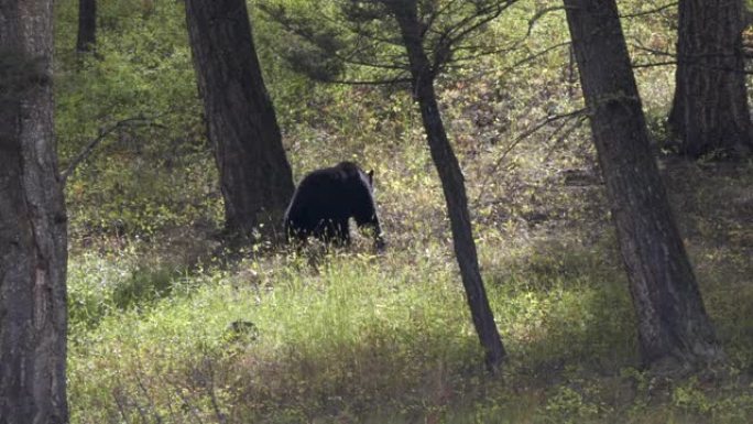 黑熊走上黄石山一只黑熊