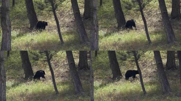 黑熊走上黄石山一只黑熊