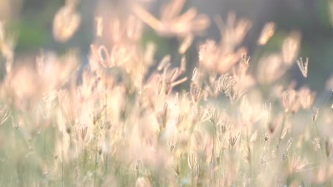 慢动作风吹草草原和美丽的日落。牧场景观美丽而清新。草地上的粉红色或紫色花卉。阳光认为绿叶和花。