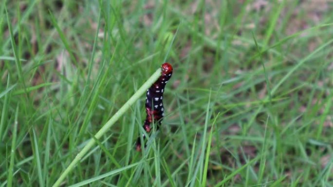 一只美丽的白色溺爱的黑体印度百合蛾毛毛虫吃小草茎。
