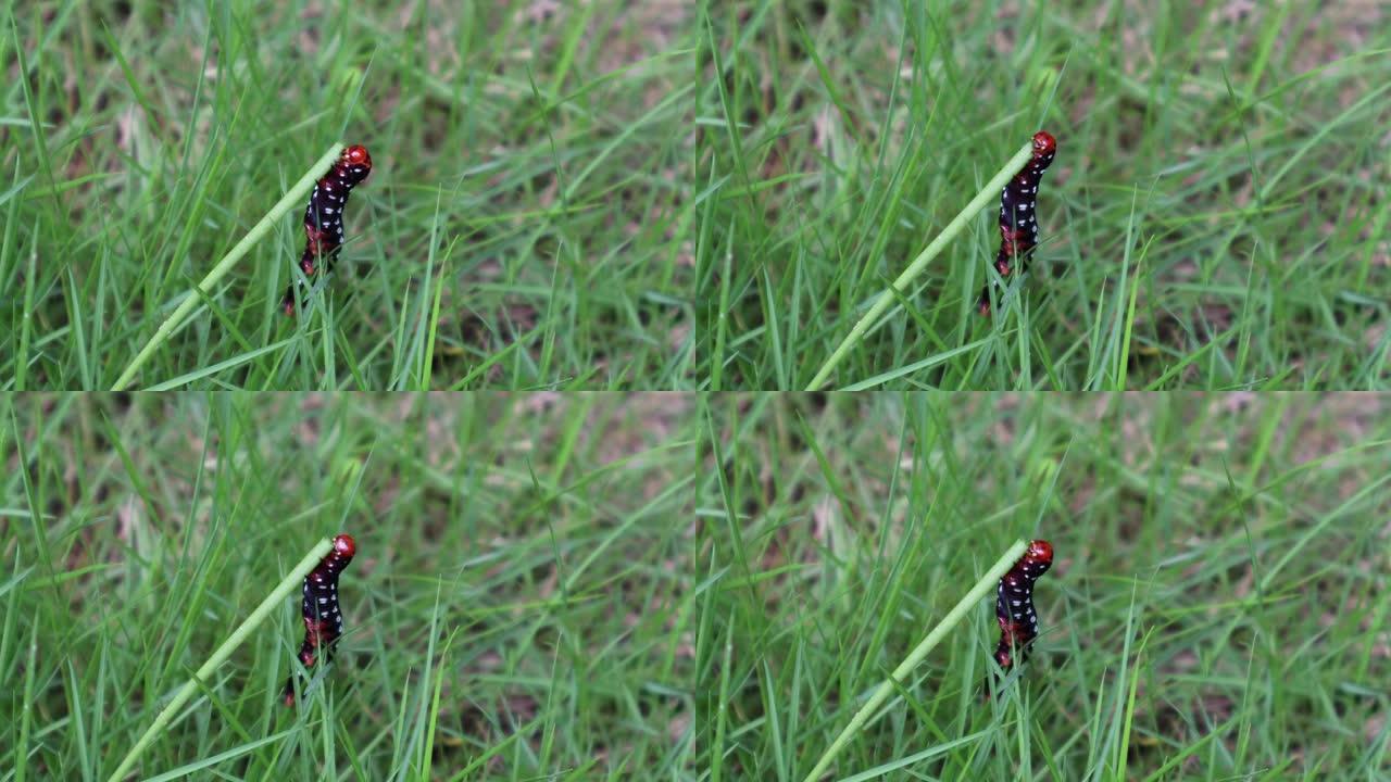 一只美丽的白色溺爱的黑体印度百合蛾毛毛虫吃小草茎。
