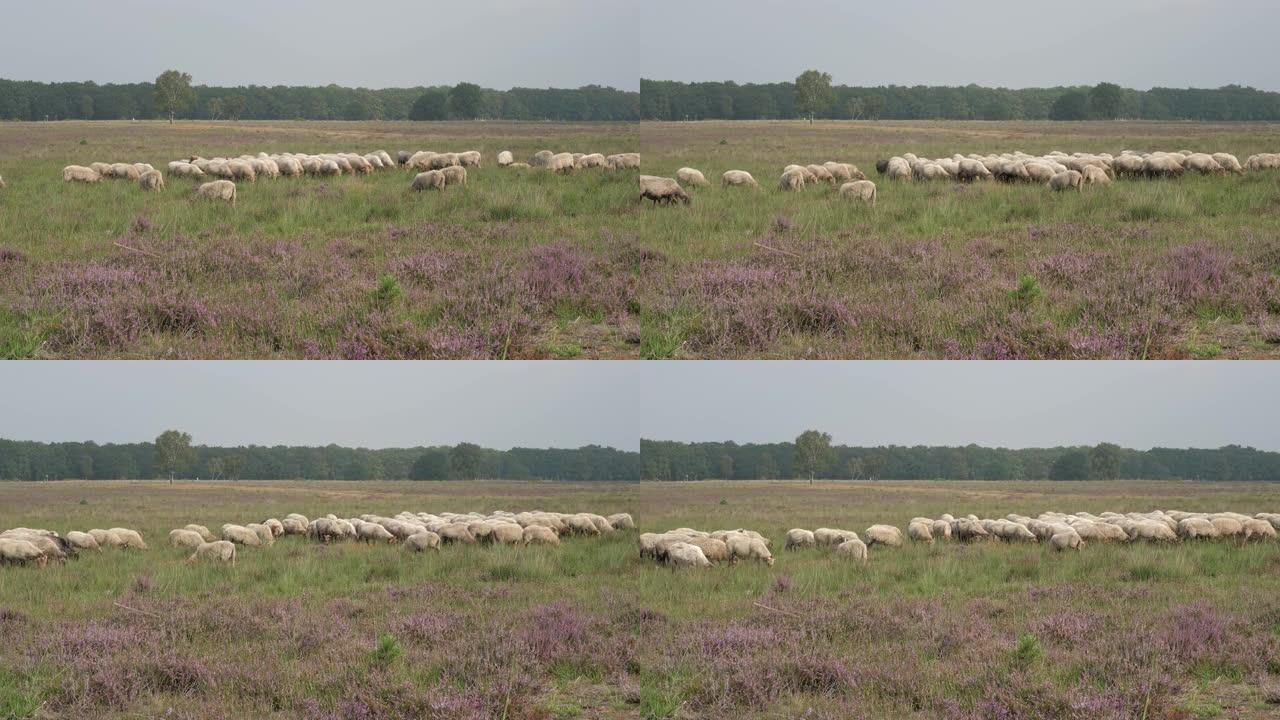 在荷兰紫色开花的石南花丛中，一群羊群从左向右行走