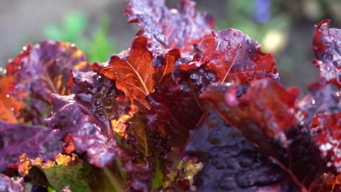 花园里的生菜。菜地床上的红莴苣叶。野外有沙拉的园艺背景，特写镜头。紫花紫叶，特写