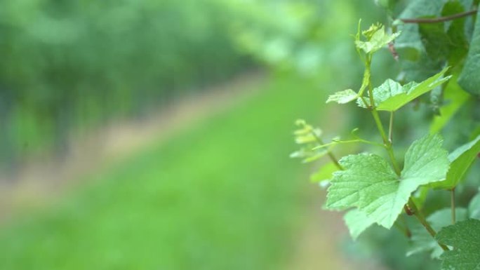 葡萄园细节: 绿色背景的藤叶