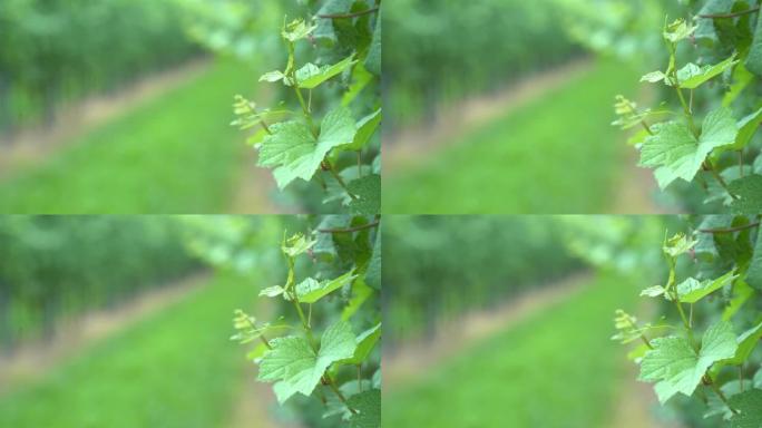葡萄园细节: 绿色背景的藤叶