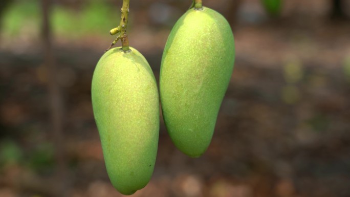海南农业芒果种植基地 芒果丰收