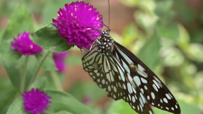 慢动作，美丽花朵上的蝴蝶