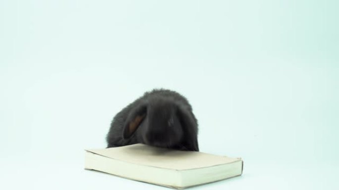 可爱的黑兔在一本书附近玩耍，白色背景上的4k视频兔子为概念