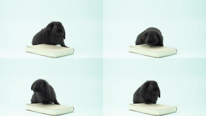 可爱的黑兔在一本书附近玩耍，白色背景上的4k视频兔子为概念