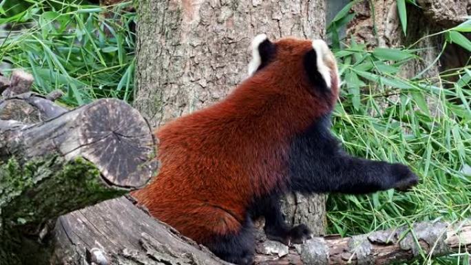 小熊猫，Ailurus fulgens，也称为小熊猫和红猫熊