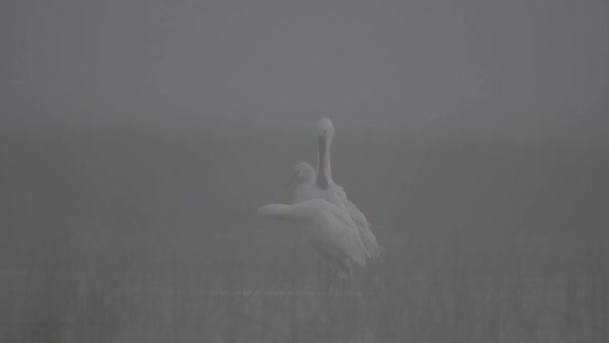雾中的欧亚琵鹭