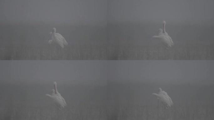 雾中的欧亚琵鹭