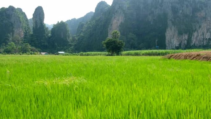 亚洲国家的稻田空镜头心旷神怡绿色清新