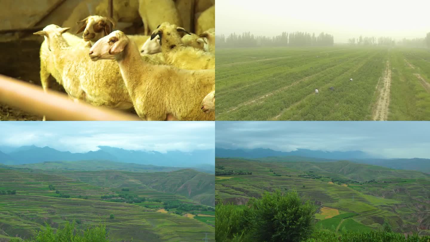 谷仓里的一群羊 以山脉为背景的山谷景观 采茶