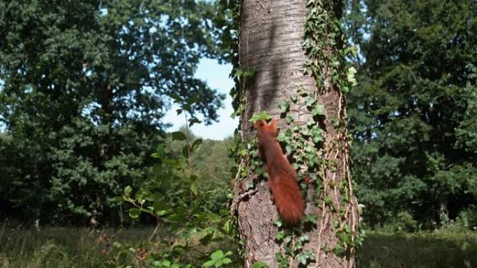 红松鼠，Sciurus vulgaris，成年攀爬在树干上，法国诺曼底，慢动作4K