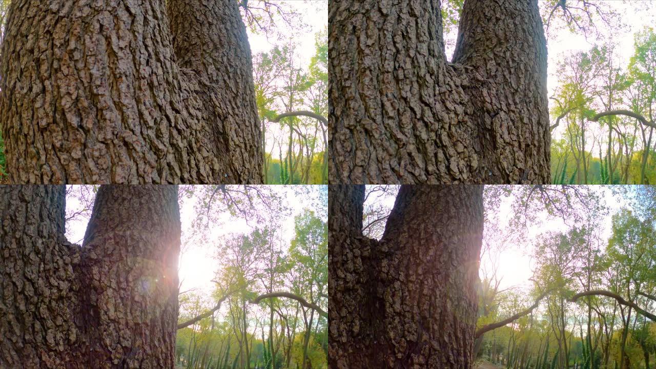 4k慢动作视频日光从树后传来