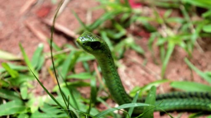 南非森林里的蛇。绿蛇正看着我们-特写-爬行动物概念