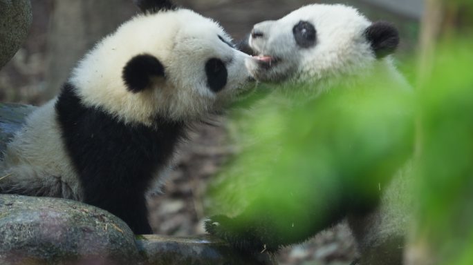 两只玩耍嬉戏的可爱大熊猫幼崽