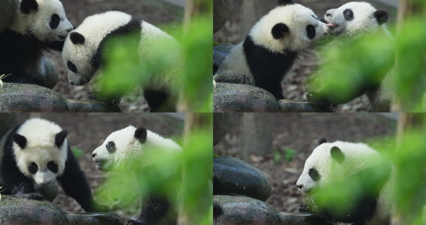 两只玩耍嬉戏的可爱大熊猫幼崽