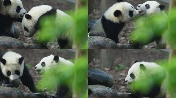 两只玩耍嬉戏的可爱大熊猫幼崽