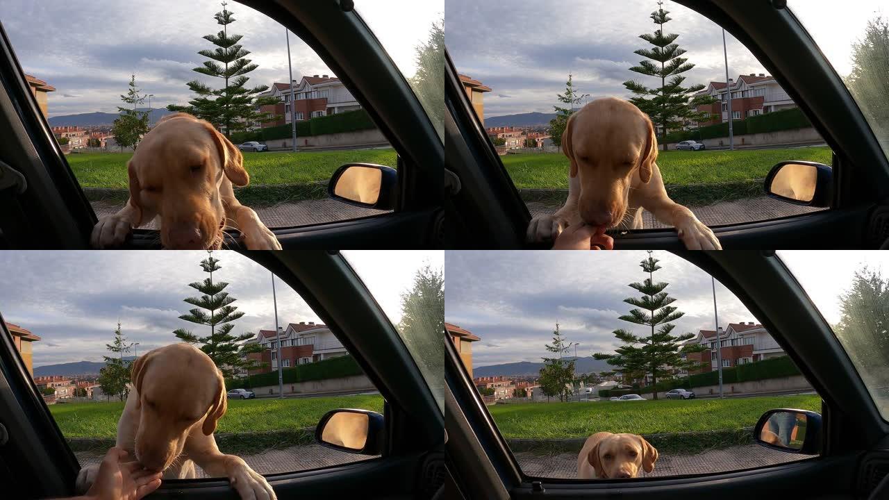 狗通过车窗进食