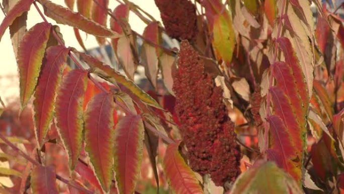 漆树的秋叶 (Lat. Rhus typhina)