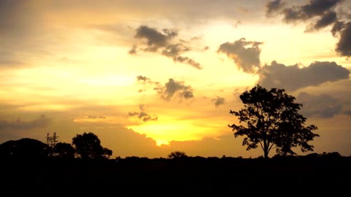 日落日暮下的非洲草原孤树背影金色天空