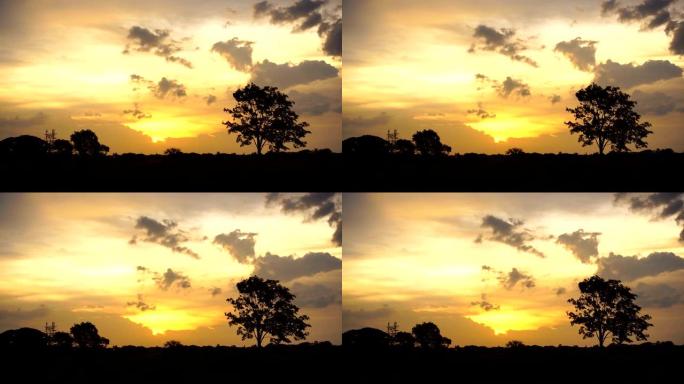 日落日暮下的非洲草原孤树背影金色天空