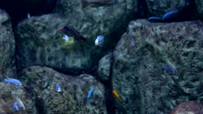 水族馆。石头背景。一群蓝色的小鱼游泳。