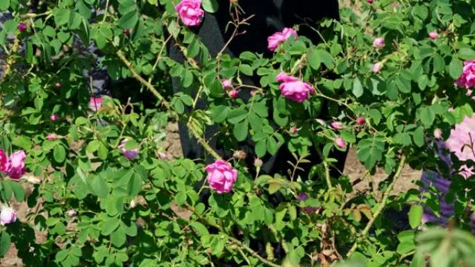 春天，男人在玫瑰谷采摘新鲜的粉红色玫瑰花瓣，用于香水，玫瑰油和水溶胶。近距离观察他破裂的手。选择性聚